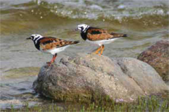 Ruddy turnstones stopping over on migration