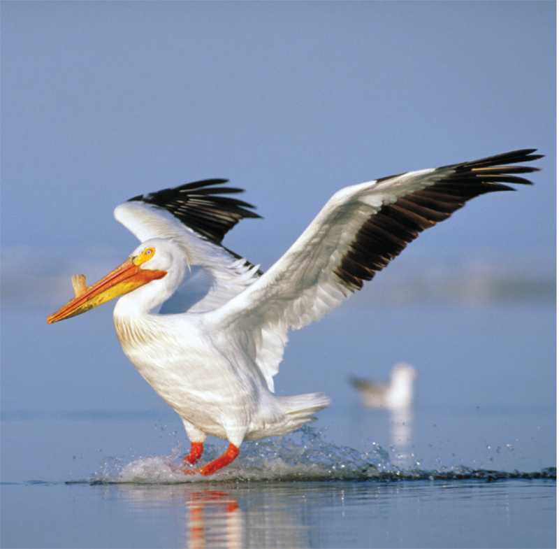 Saskatchewan crane about to surface on water