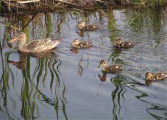 Northern shoveler hen and her new ducklings out for a swim
