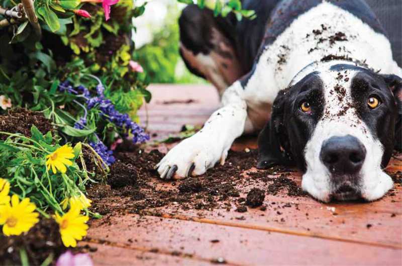 Black and White dog crouched beside a flower garden
