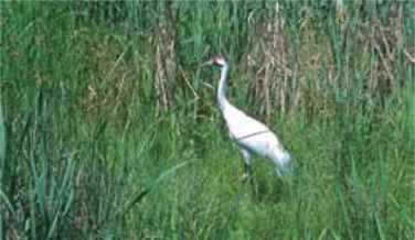 Saskatchewan whooping crane