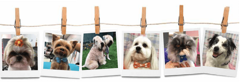 Collage of dogs with haircuts
