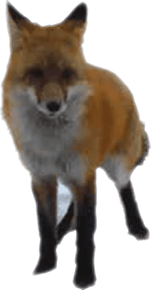 A red fox