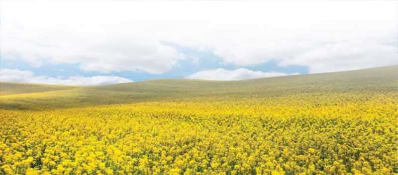 Yellow Saskatchewan canola field