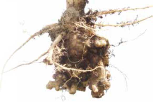 Canola root infected with clubroot