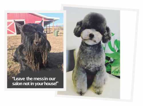 Collage of 2 dogs with haircuts