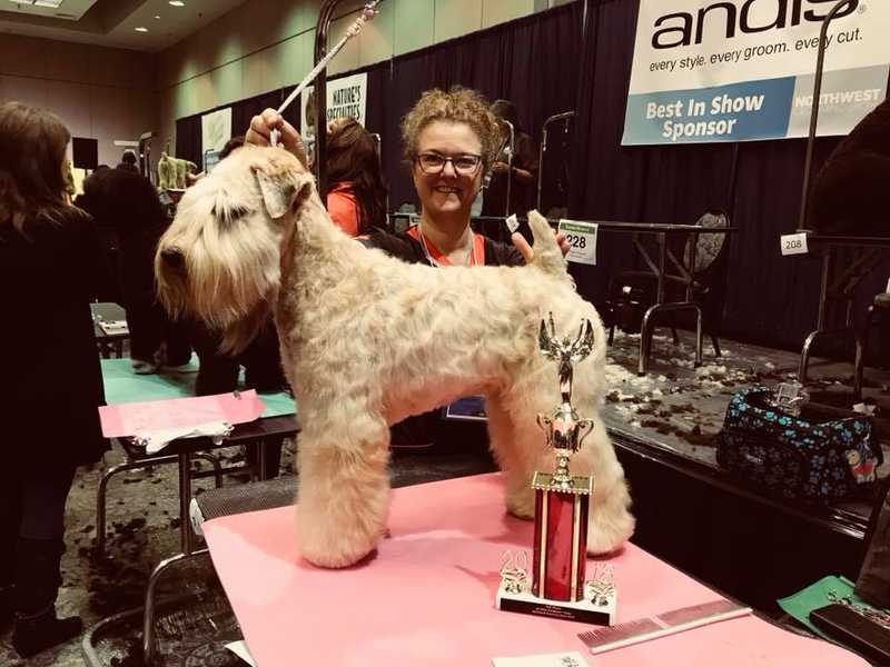 Groomed soft coated wheaten terrier