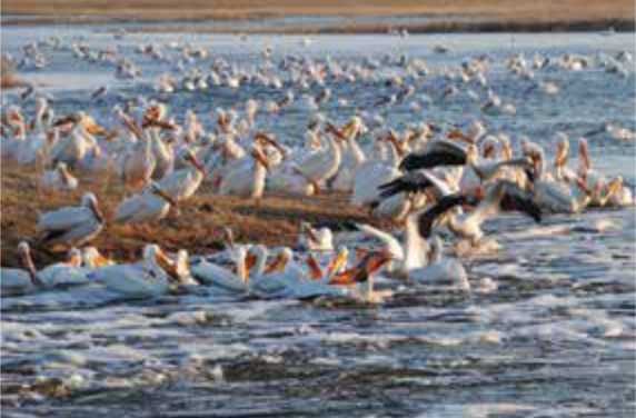 Pelicans fishing in the spring runoff